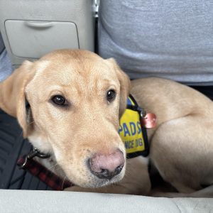 Buddy II | January 2025