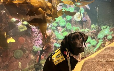 Tiki II | January 2025