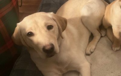 Saphira | January 2025