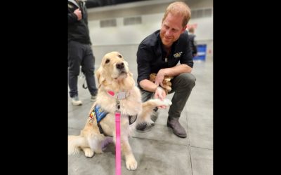 Delta Optimist – Delta assistance dogs lighten the mood at Invictus Games