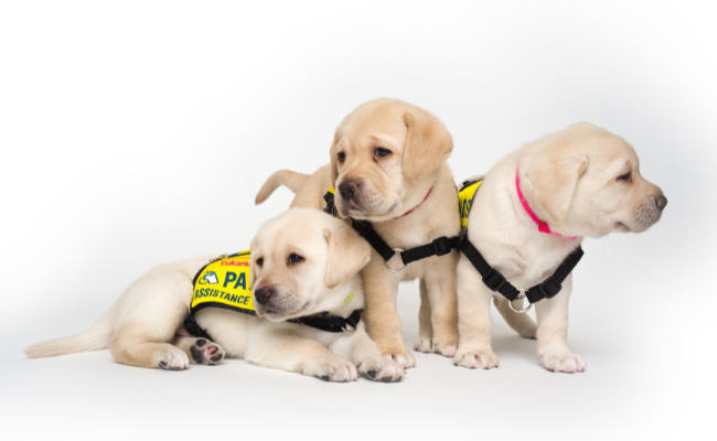 Burnaby Puppy Days: Learn More About Volunteering