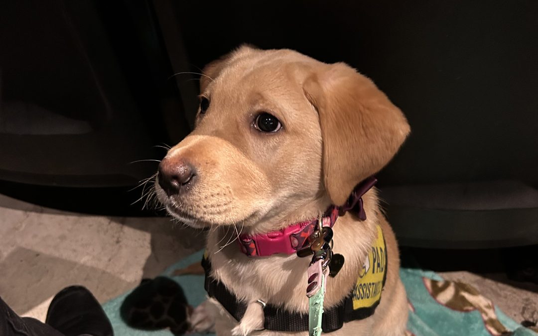 Daisy III | February 2025