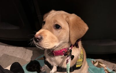 Daisy III | February 2025