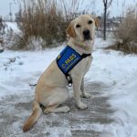 Tahsis, a yellow Labrador wearing a blue PADS Assistance Dog vest, sitting alertly on a snowy sidewalk with tall grasses in the background.