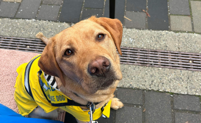 Available for Adoption: Finch
