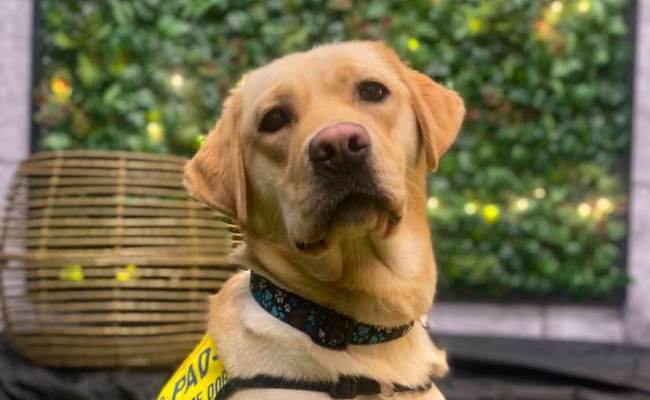 Available for Adoption: Hope II