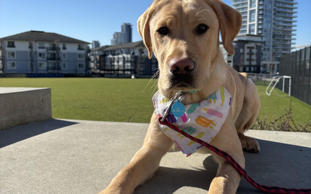 Buddy II | March 2025
