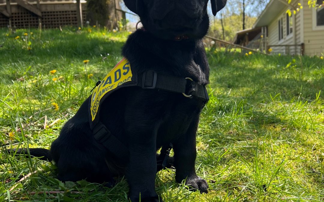 Sarge II