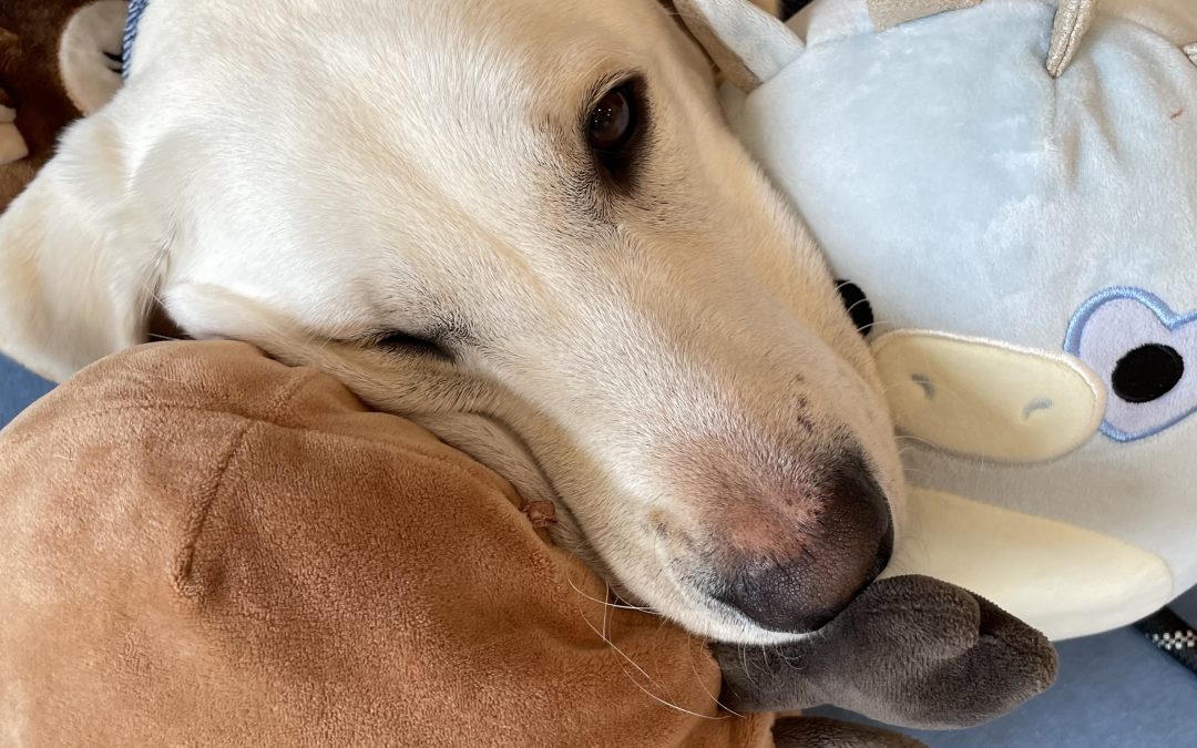 Falkor | April 2025