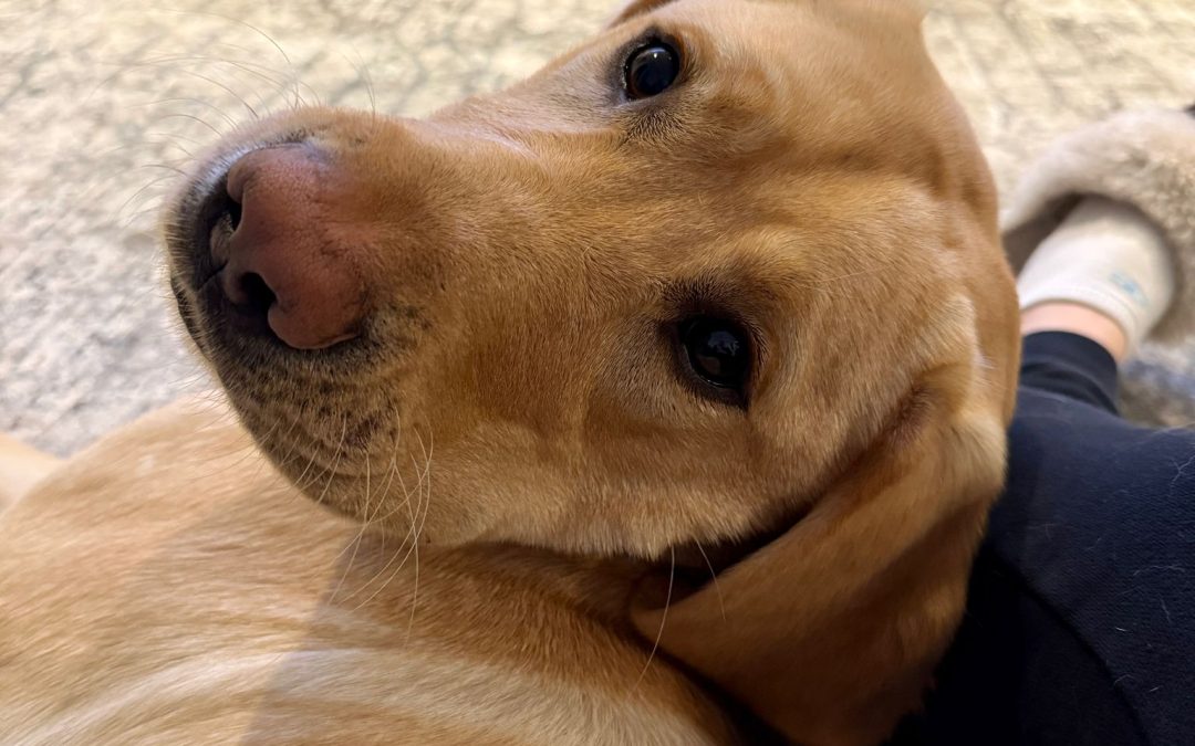 Buddy II | April 2025