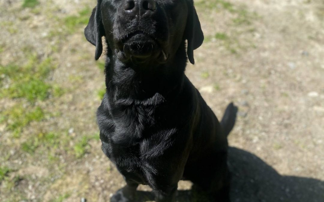 Huckle | April 2025