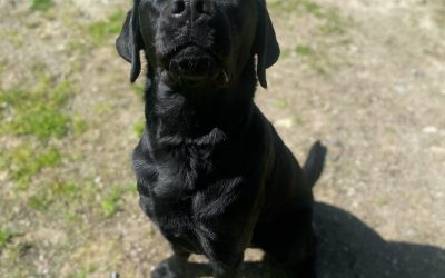Huckle | April 2025