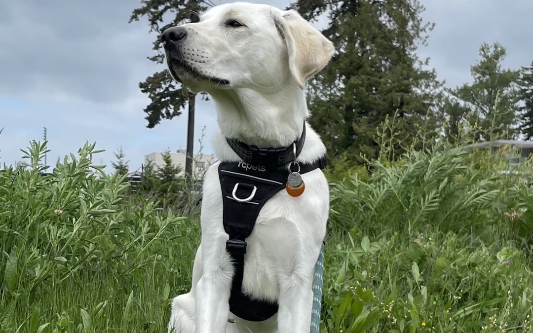 Falkor | May 2025