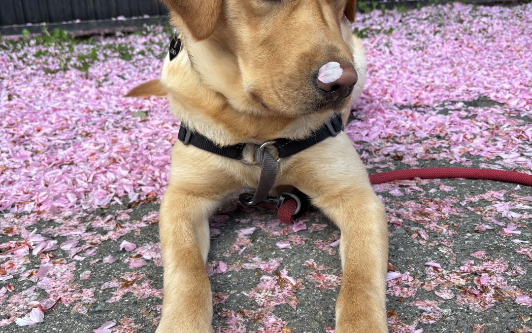 Zuko | April 2025
