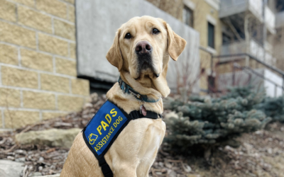 Bridge City News: New service dog Link to assist at Chinook Sexual Assault Centre