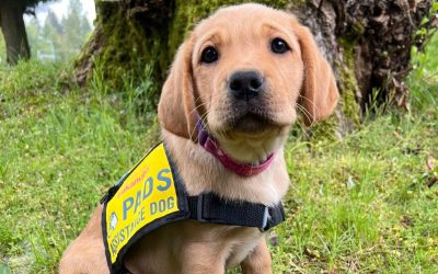 Apprentice Puppy Instructor | Accepting Applications