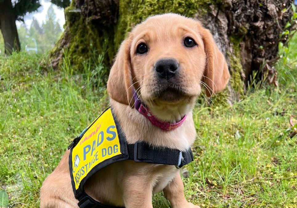 Apprentice Puppy Instructor | Accepting Applications