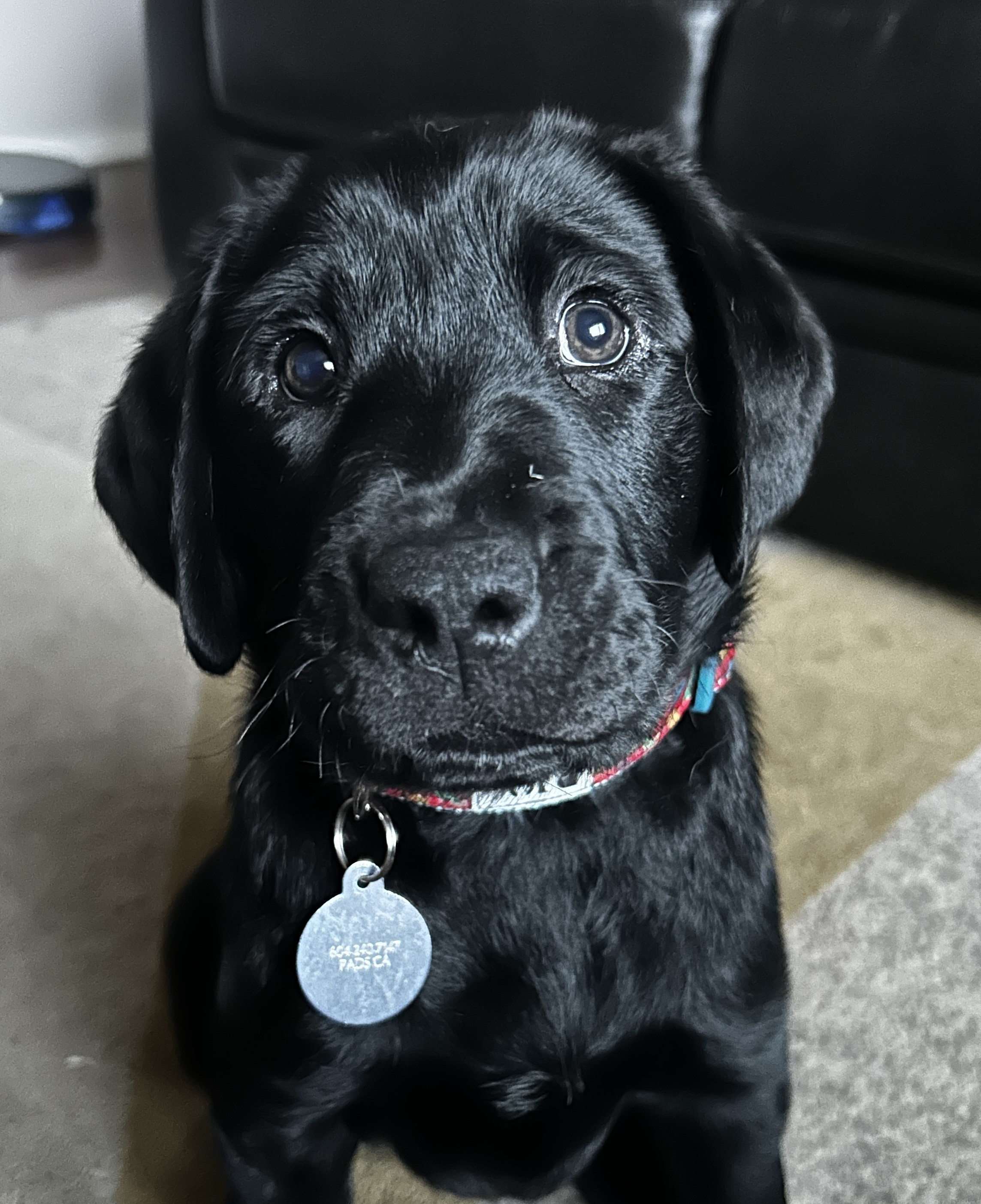 Sarge II | April 2025
