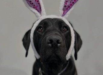 Tetris | April 2025