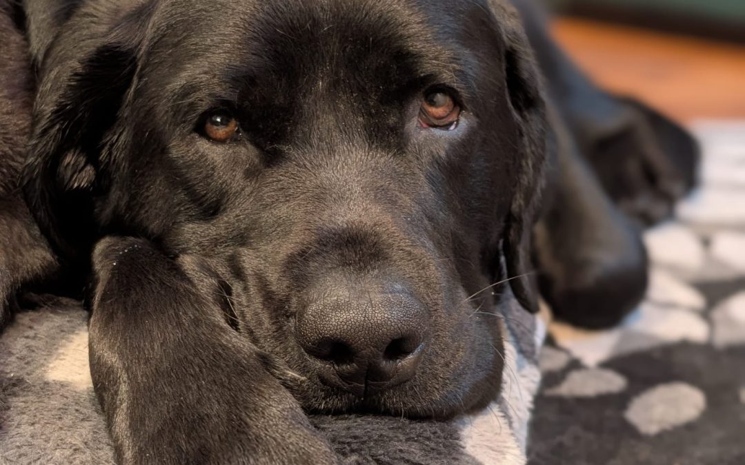 Available for Adoption: Ripto