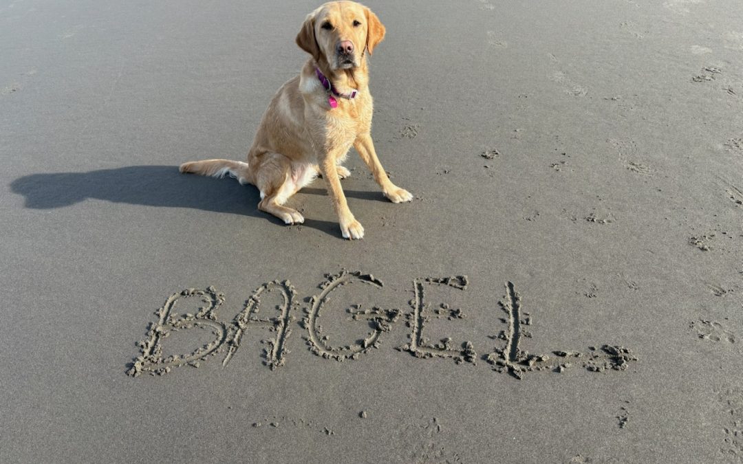 Bagel | May 2025