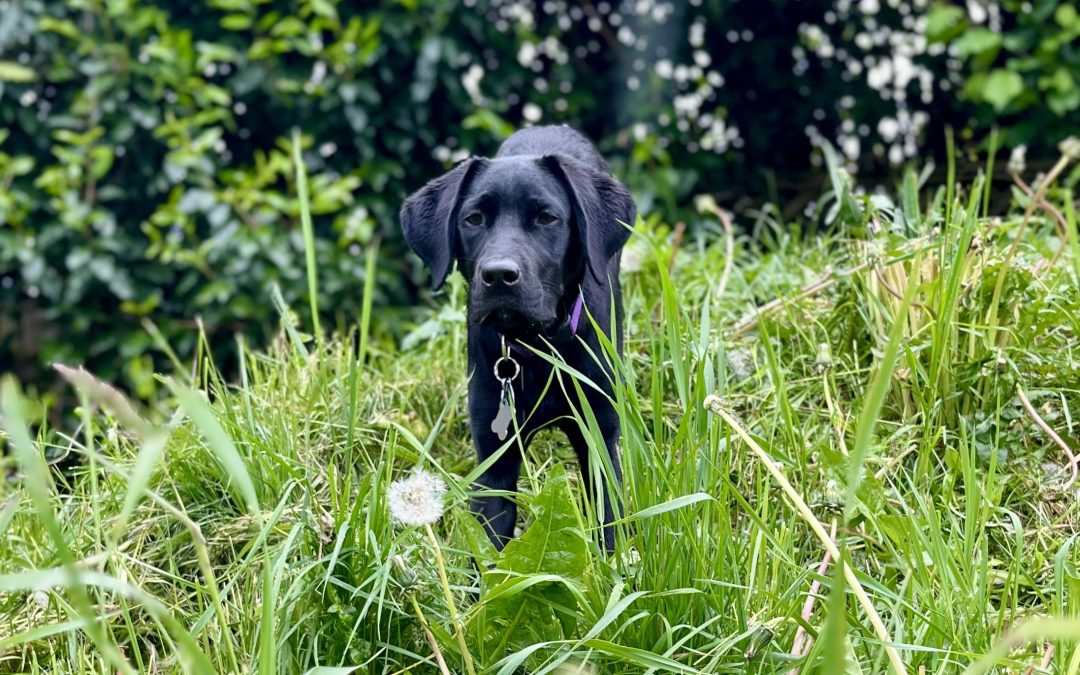 Meadow II | May 2025