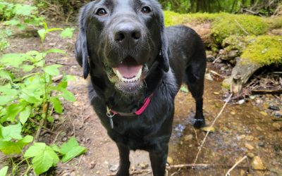 Bosc | May 2025