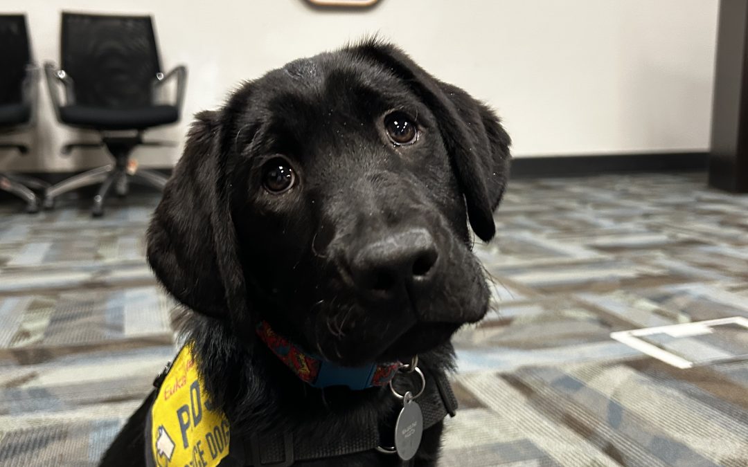 Sarge II | May 2025