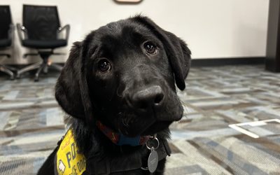 Sarge II | May 2025