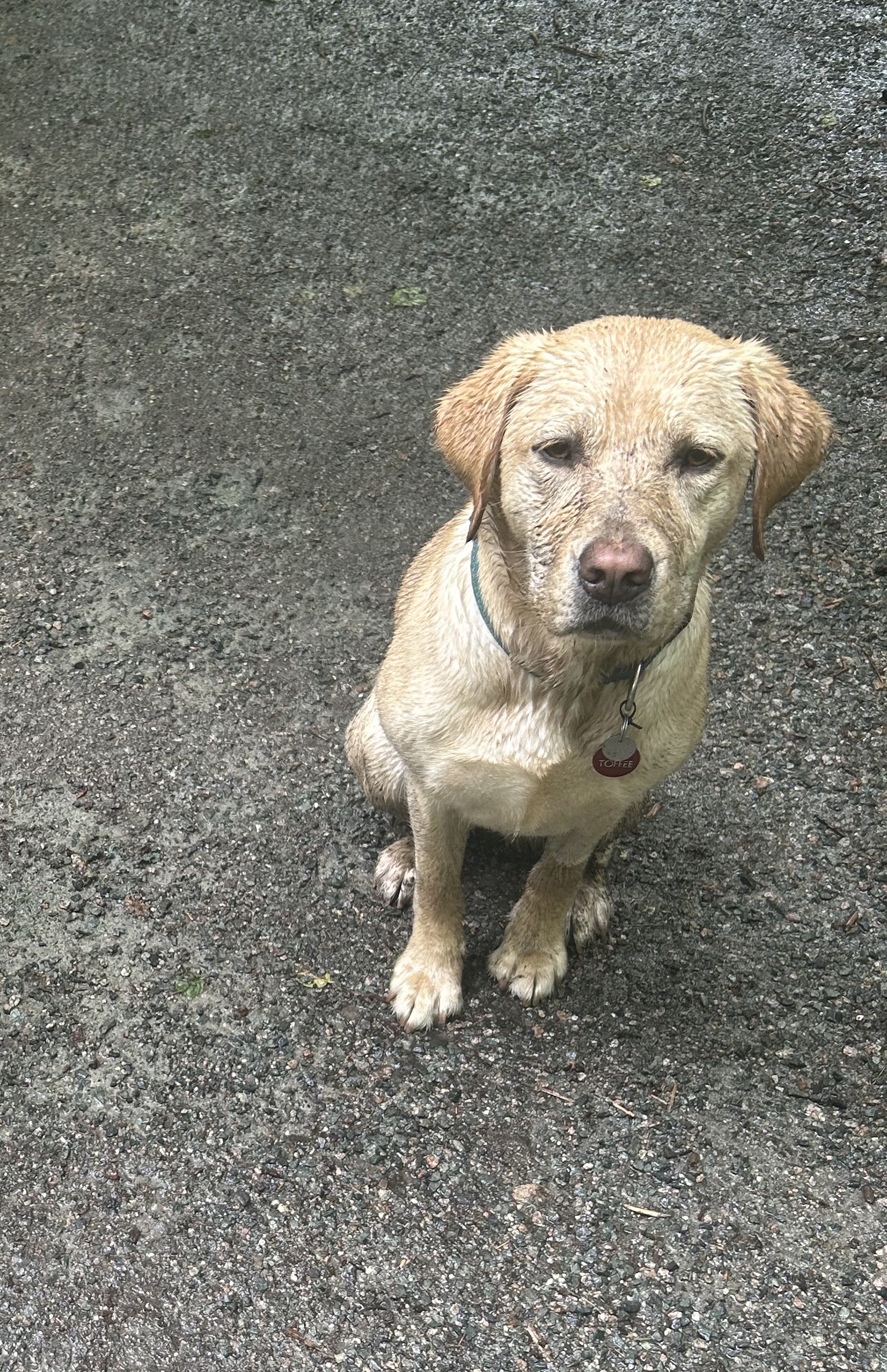 Toffee | May 2025
