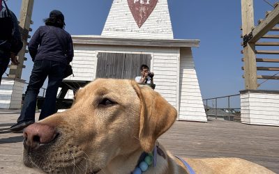 Buddy II | June 2025