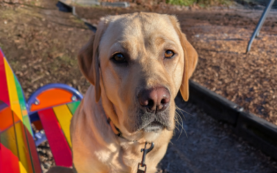 AVAILABLE FOR ADOPTION: Indy