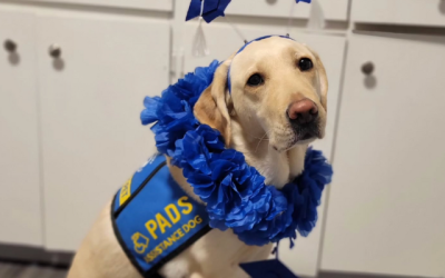 Meet Team DeeDee