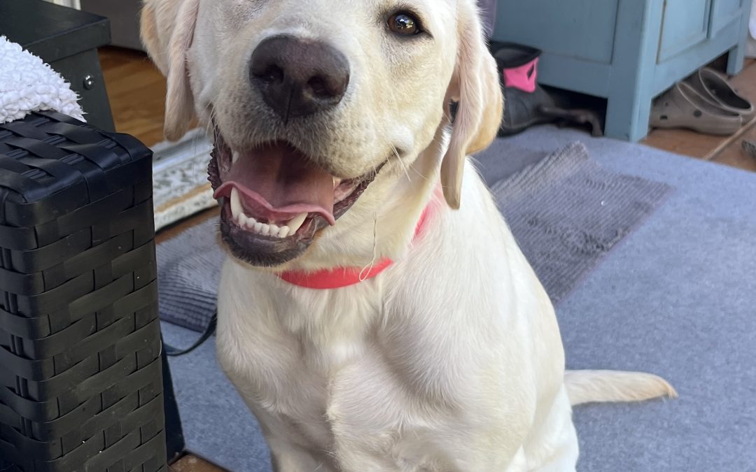 Mushu | July 2025