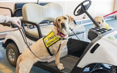Making travel fur-iendly: YVR teams up with PADS to improve accessibility