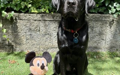 Mickey II | July 2025