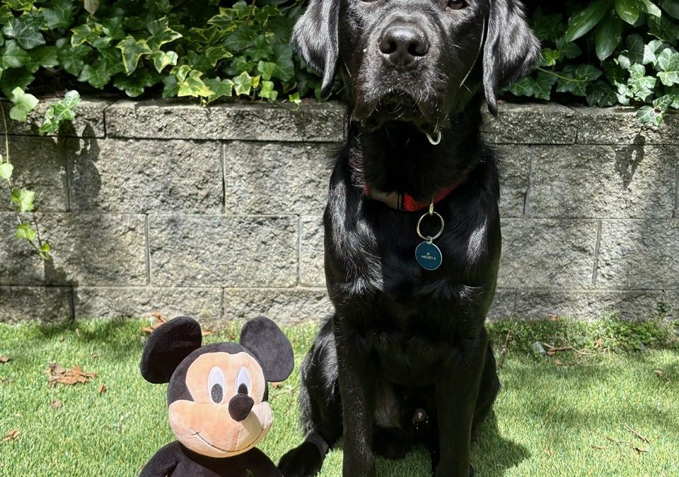 Mickey II | July 2025