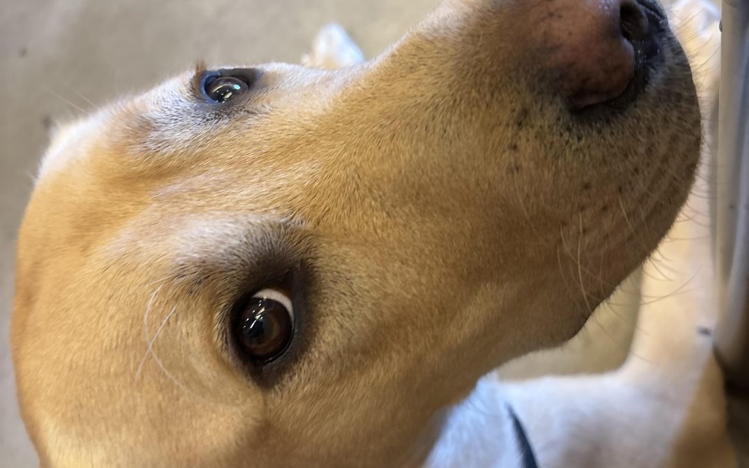 Buddy II | August 2025