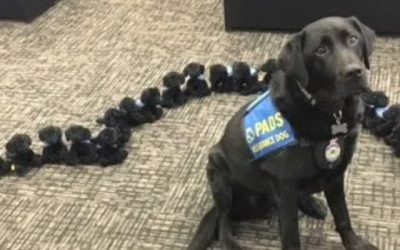 PADS Beaumont passes after over a decade of service