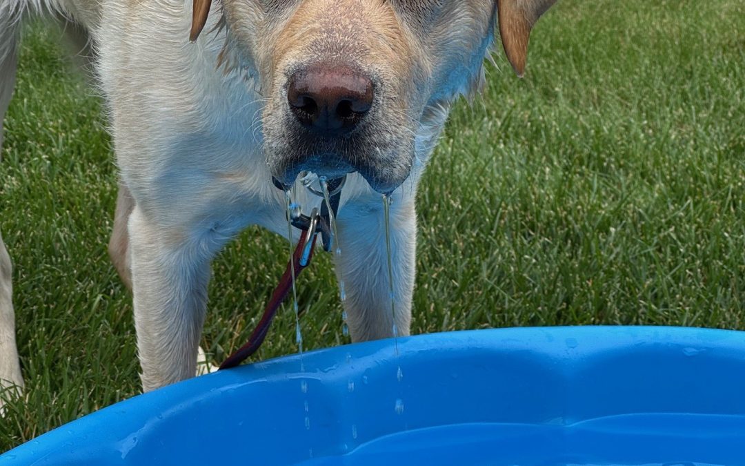 Skaha III | August 2025