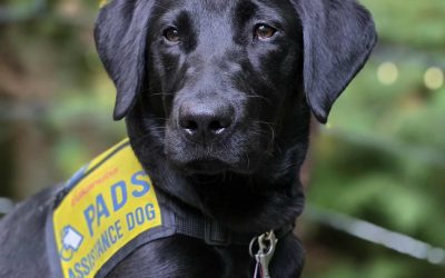 Shelby II | September 2025