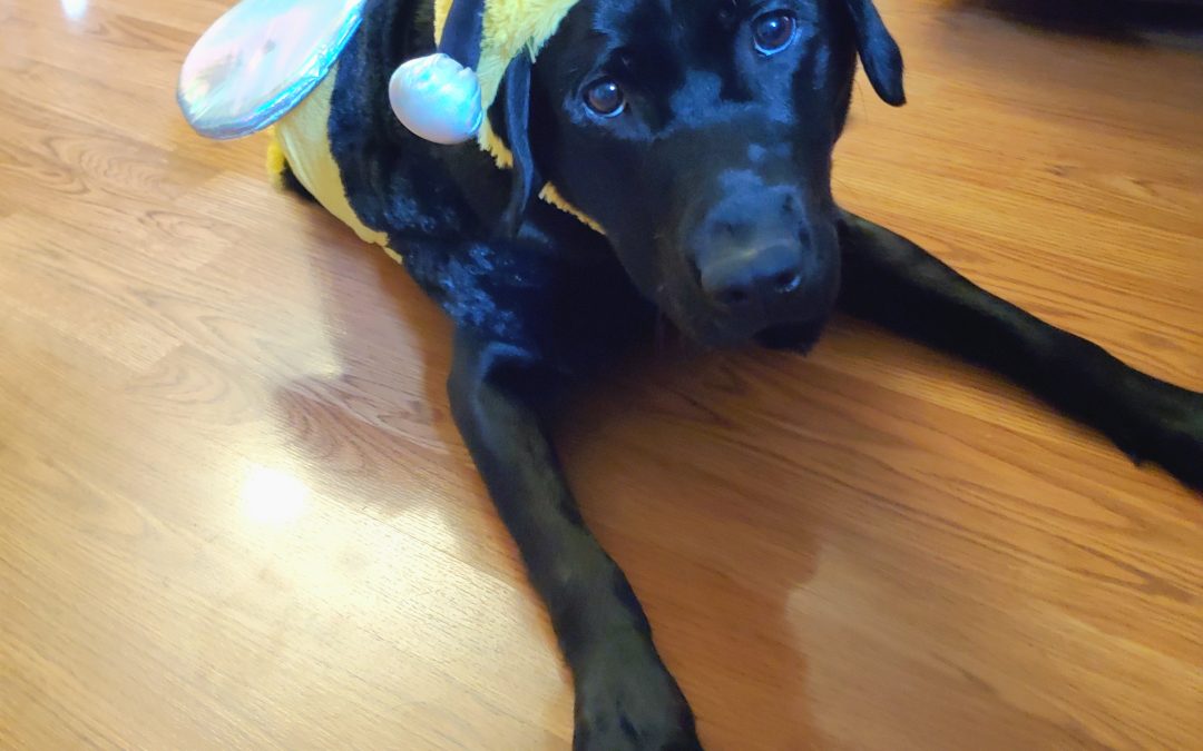 Mabel II | October 2025