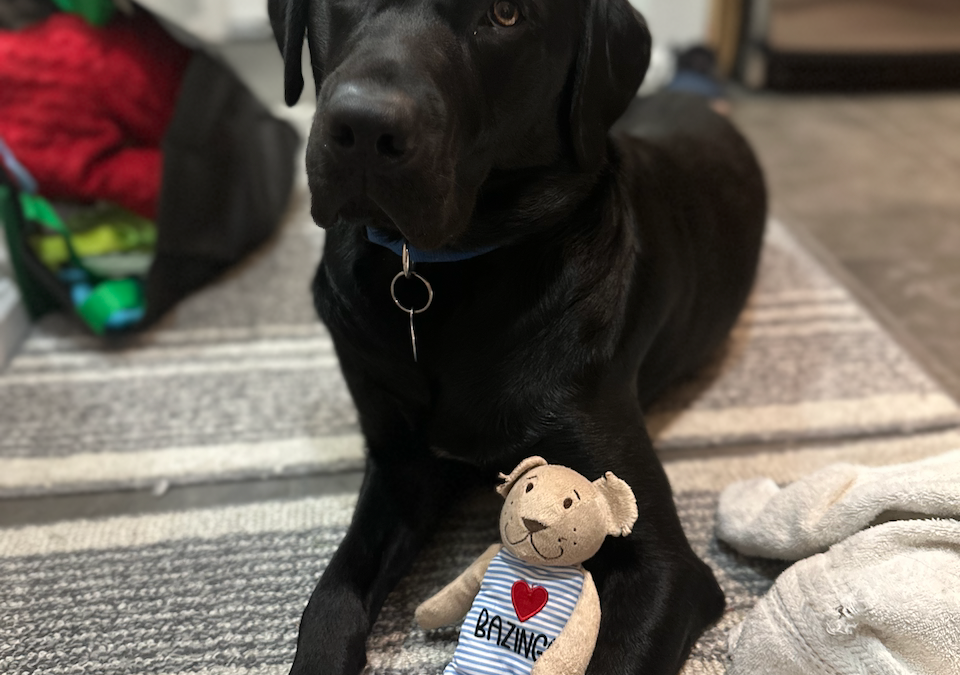 Bazinga | September 2025