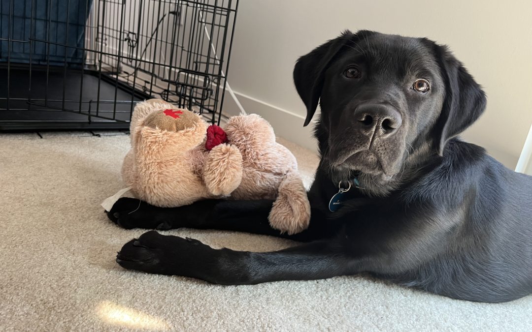 Donner II | September 2025