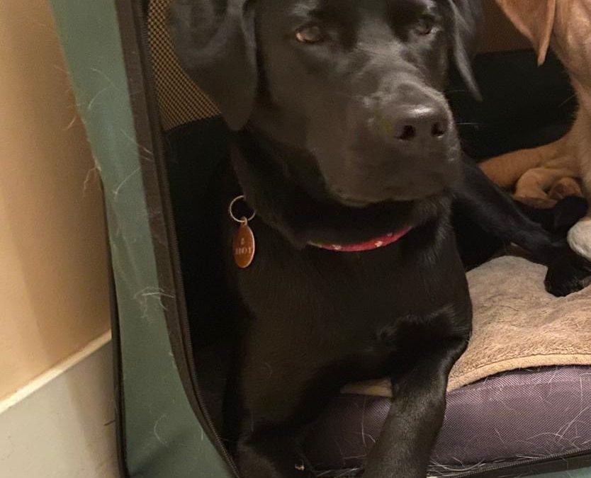 Juno II | September 2025