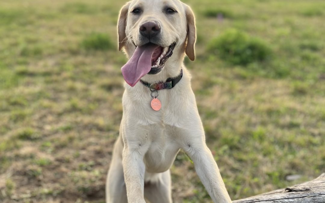 Lyriq | September 2025