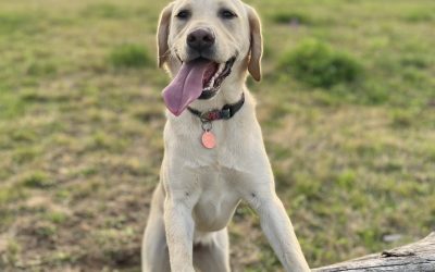 Lyriq | September 2025