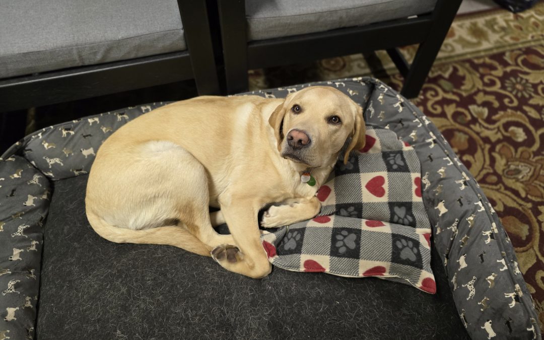 T-Bone | October 2025