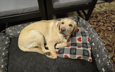 T-Bone | October 2025