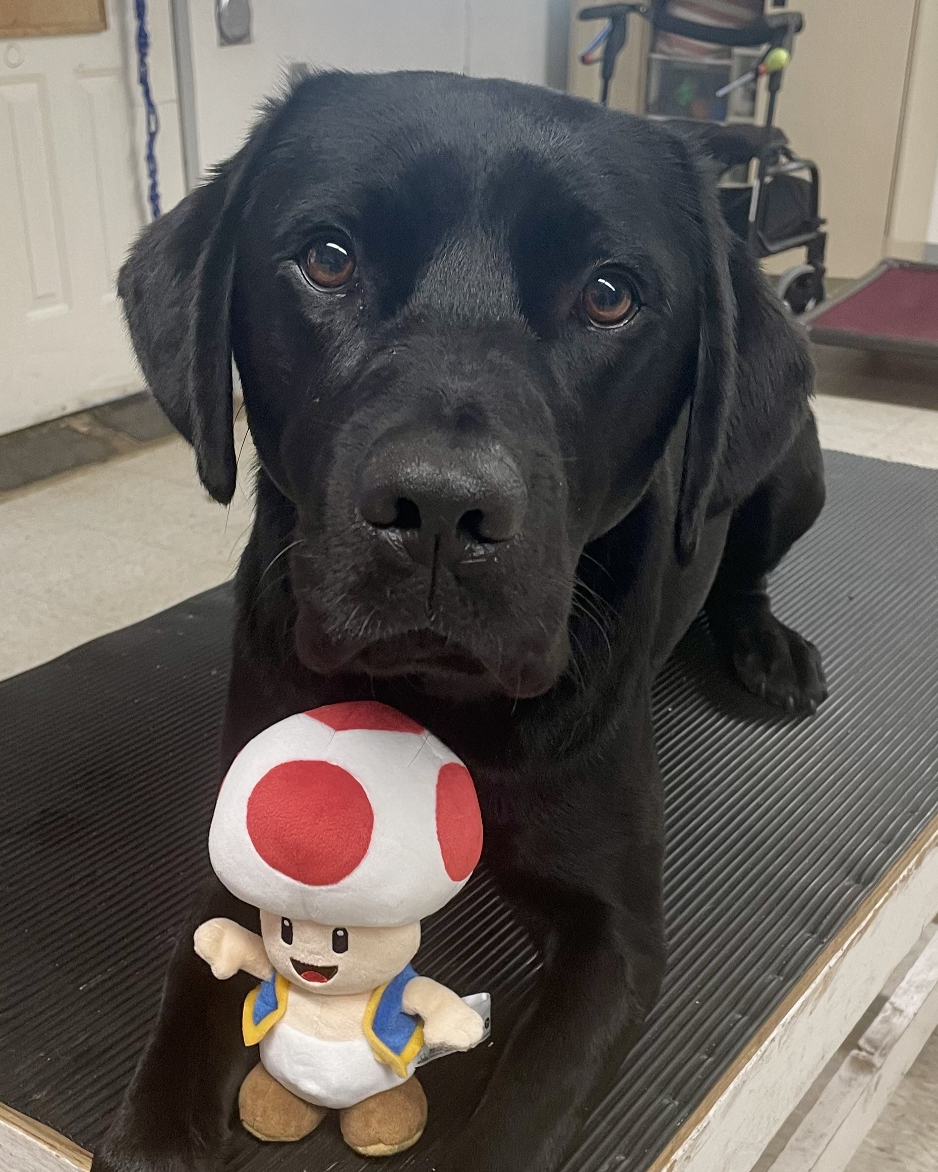 Toad | September 2025